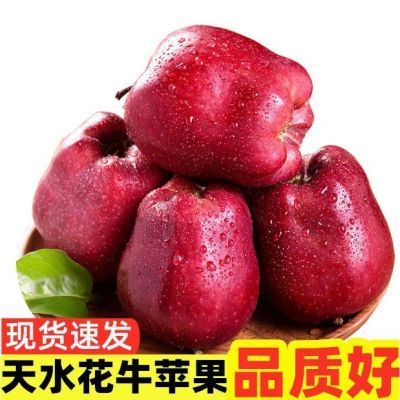 【高品质】5/9斤甘肃花牛苹果应季新鲜孕妇水果粉面红蛇果包邮