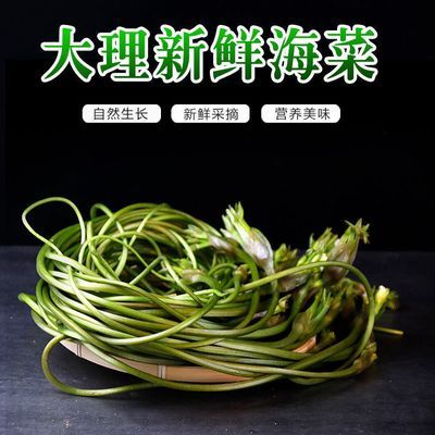 云南特产水性杨花菜 洱海菜 网红野菜大理海菜当季野生新鲜