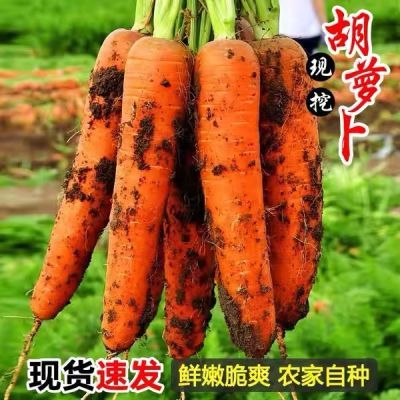特惠新鲜胡萝卜5/9斤新鲜蔬菜沙地水果红萝卜现挖农家自种胡萝卜