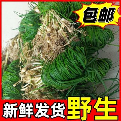 贵州苦蒜小野葱野蒜现挖带泥发货野蒜苦蒜现挖现发野葱现挖新鲜