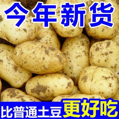 【新土豆】黄皮土豆10斤批发新鲜蔬菜现挖马铃薯洋芋2/5斤非红皮