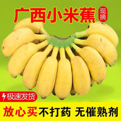 正宗广西小米蕉当季新鲜水果酸甜整箱包邮苹果蕉香蕉芭蕉西贡蕉【7天内发货】
