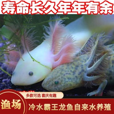 蝾螈幼体六角恐龙鱼宠物观赏鱼六角龙鱼活物好养不打氧冷水四脚鱼