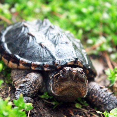 乌龟 北美 鳄龟 鳄鱼龟活体 食用小鳄龟苗(幼苗)爆刺