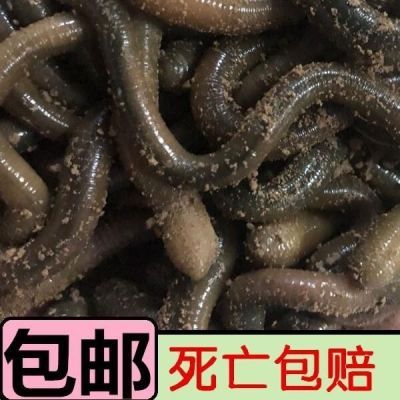 鲜活黑蚯蚓钓黄鳝青蚯蚓特大臭蚯蚓地龙蚯蚓野钓钓鱼鱼饵活铒