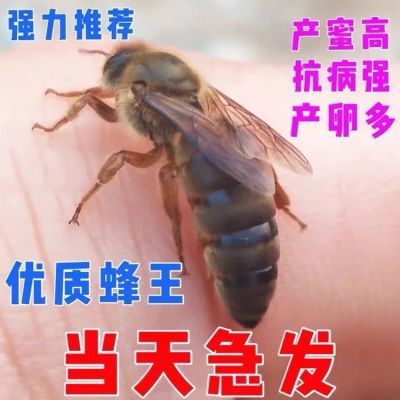 中蜂蜂王强群种王野生开产王阿坝产卵王活体包产卵土蜂开产新王