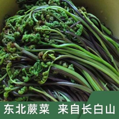 东北特产蕨菜新鲜750g保鲜袋装包邮美味可口 2023年新货