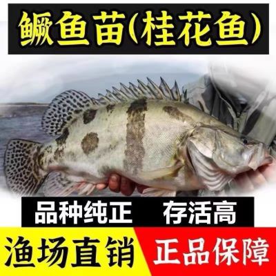 正宗鳜鱼苗红纹桂鱼苗贵鱼苗斑厥鱼翘嘴桂花鱼凶猛肉食冷水观赏鱼