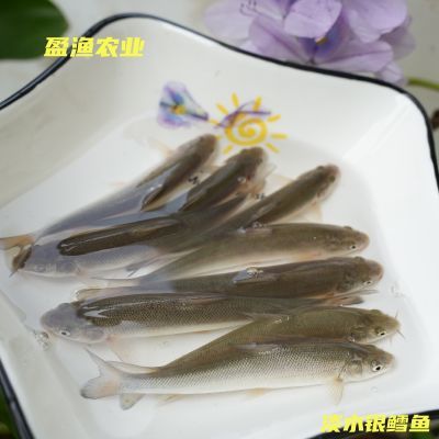 淡水银鳕鱼苗水产养殖鱼苗草鱼食性草鱼习性好养水塘堰塘水库养殖