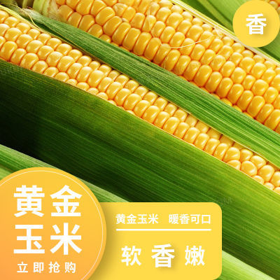 云南新鲜水果玉米现摘黄金甜玉米生吃爆浆玉米棒子带皮嫩苞米批发