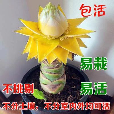 云南地涌金莲大型庭院四季千瓣莲花地涌红莲鲜花阳台成品绿植花苞