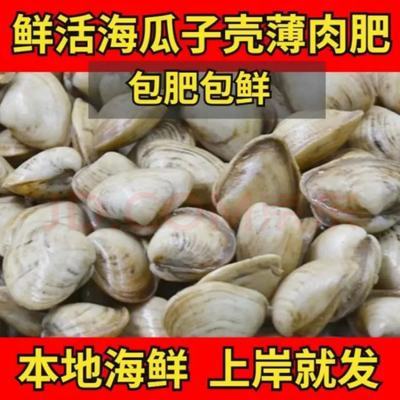 鲜活海瓜子无沙海瓜子白瓜子小蛤蜊海鲜贝类水产鲜活新扇贝腌制