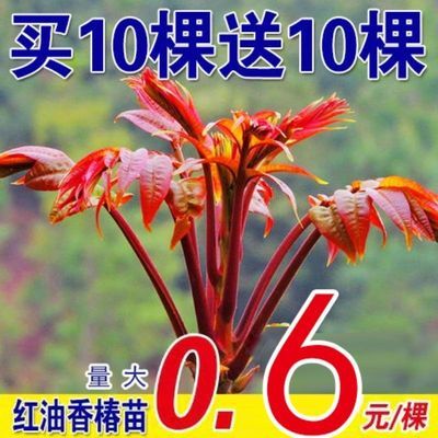 红油香椿苗树绿油香椿树苗产量高四季食用椿树苗盆栽地栽香椿树苗