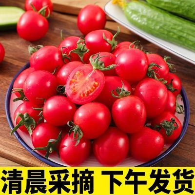 【高品质】小番茄圣女果5斤小西红柿新鲜自然生吃现摘水果千禧果
