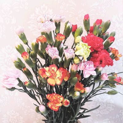 多头康乃馨鲜切花装饰家庭办公水养式插花送礼送朋友多丁鲜花