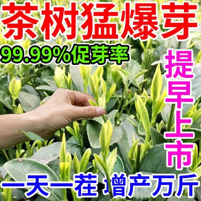 茶叶爆芽素催芽王茶树快速出芽催芽发枝素茶叶农用催芽壮芽水溶肥