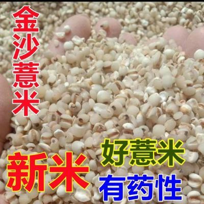 福建正宗金沙薏米新鲜清香去皮小薏米无硫祛湿药用薏米仁新货批发