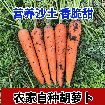 【高品质】5/9斤新鲜沙土地胡萝卜农家自种胡萝卜新鲜水果红萝卜