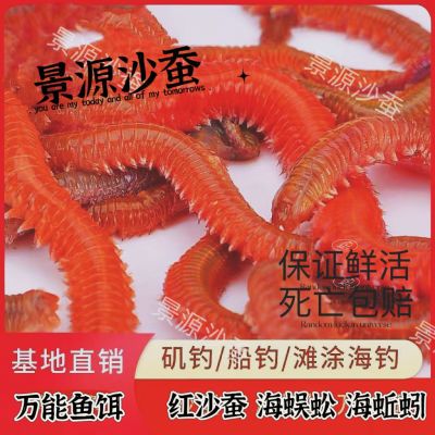 活沙蚕海钓鱼饵鲜活海蜈蚣海蚯蚓鲈鱼路亚饵海蚂蟥海虫海沙蚕包邮