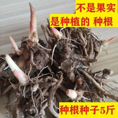 贵州农家老品种食用野生阳荷新鲜现挖杨何阳台春季蔬菜阳荷根包邮