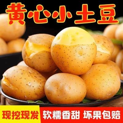 【甄选品质】新鲜现挖小土豆整箱包邮5/9斤农产品黄心马铃薯洋芋
