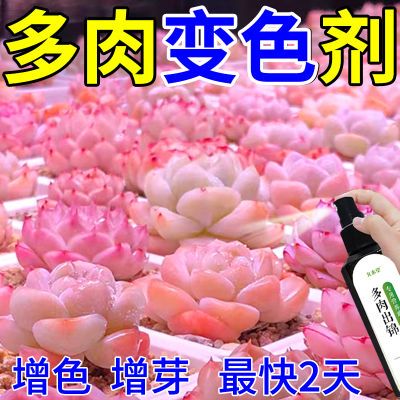 【快速出锦】多肉植物出锦药水金枝玉叶增红变色剂增肥爆芽生根