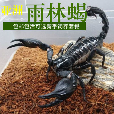 热带雨林蝎子无毒爬宠学生版网红昆虫宠物无毒爆款全套新手套餐