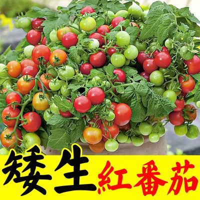 矮生红番茄苗子种子番茄种苗四季白西红柿种子籽西春季秋季蔬菜种