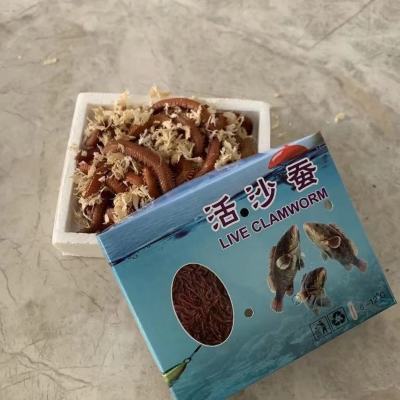 红沙蚕鱼饵海蜈蚣海蚯蚓海蚂蝗红青虫海钓船钓何钓青沙蚕鲈鱼饵