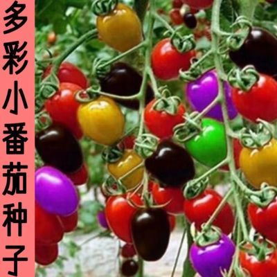 五彩番茄种子西红柿种籽多彩圣女果小番茄籽庭院盆栽水果番茄种孑