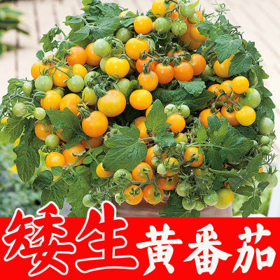 矮生黄可食用盆栽矮生红珍珠番茄樱桃番茄种子圣女果四季苗蔬菜种
