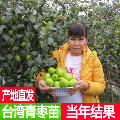 台湾大青枣果树苗南方种植嫁接苗庭院四季盆栽地栽水果苗当年结果
