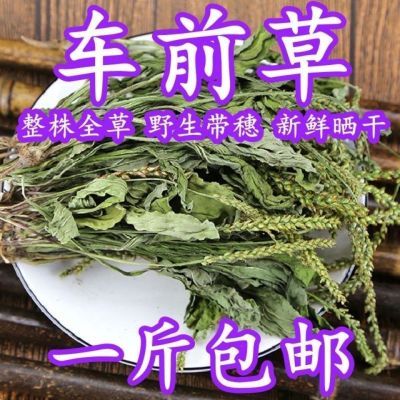 车前草干 野生车前草茶新鲜晒干车轮菜切片精选新货可泡茶