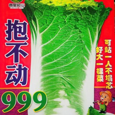 抱不动999大白菜种子黄心白菜种子腌酸菜储半年全新家庭装