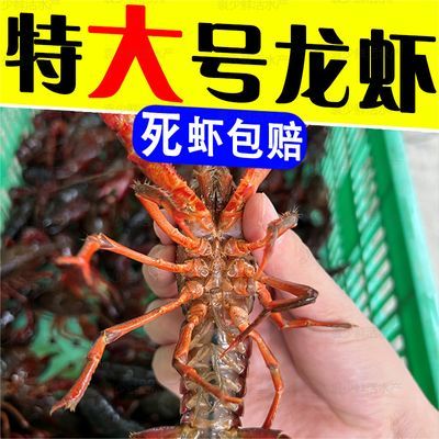 清水小龙虾鲜活特大号红虾超大活的新鲜活虾炮头大龙虾鲜活一整箱