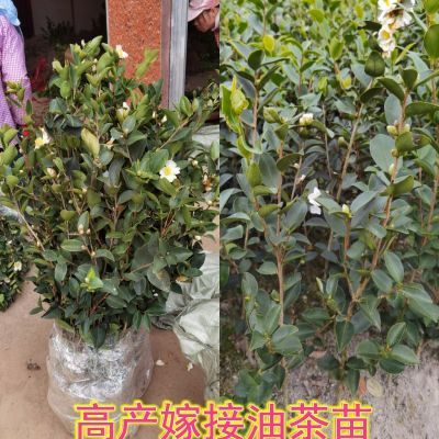 江西长林高产嫁接油茶苗杂交良种油茶树苗白花红皮中大果薄皮茶子