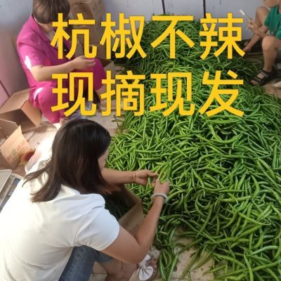 正宗杭椒新鲜不辣特小不辣的辣椒网红爆款当季水果杭椒不辣款辣椒