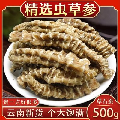 云南虫草参中药材250/500g克地参煲汤料新货竹节参草石蚕