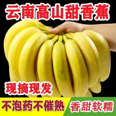 云南香蕉整箱应季水果新鲜包邮批发净重9斤/5斤自然熟香蕉10斤