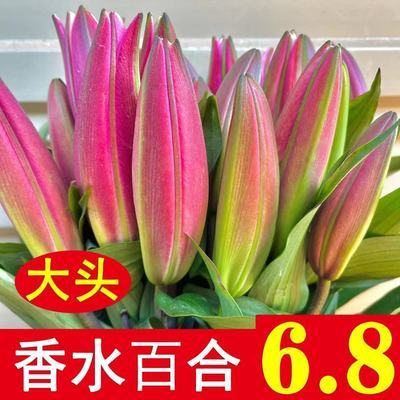 三八女神节送妈妈礼物云南香水百合花鲜花花束水养鲜花批发家用