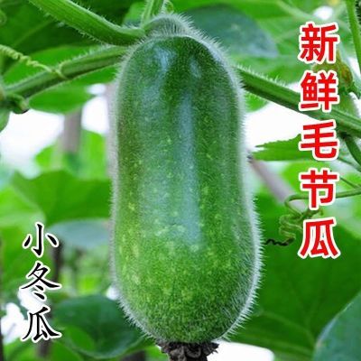 当季新鲜小冬瓜 小节瓜 农家小毛瓜 新鲜蔬菜 当天摘发货冬瓜新鲜