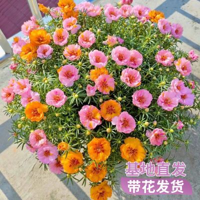 太阳花重瓣网红绿植花卉阳台庭院楼顶耐热盆栽春夏秋开花带花苞【