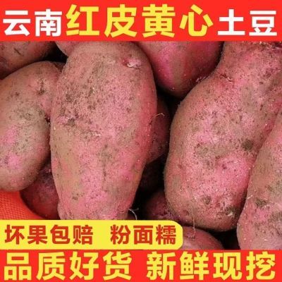 云南大理洱源县红皮土豆黄心马铃薯红皮洋芋种子2024新鲜现挖现发