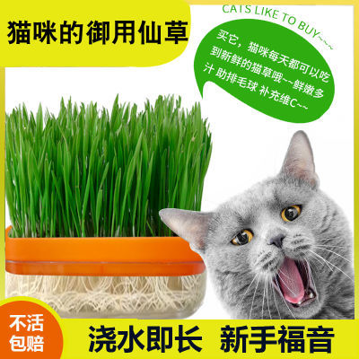 水培盒猫草套装猫草种子猫零食磨牙棒懒人盆栽化毛去毛球猫咪用品