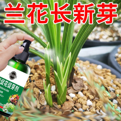 兰花长新芽】发新芽开花黄叶黑斑不生长植物通用免稀释液体促花剂