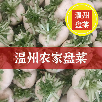 温州新鲜盘菜3斤新鲜蔬菜大头菜扁萝卜盆菜芜菁蔓菁圆菜