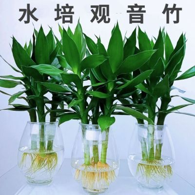 富贵竹水培植物观音竹带根水养盆栽花卉盆景客厅卧室净化空气绿植【9月20日发完】