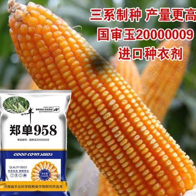 农科院原装郑单958玉米种大全玉米种子矮杆高产玉米饲料苞米苞谷