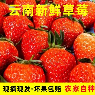【商用草莓】云南新鲜双流草莓烘培奶茶糖葫芦现摘现发整箱包邮