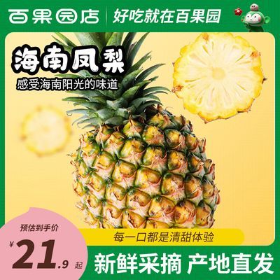 【百果园店】海南凤梨热带时令手撕菠萝金钻凤梨新鲜水果现摘整箱